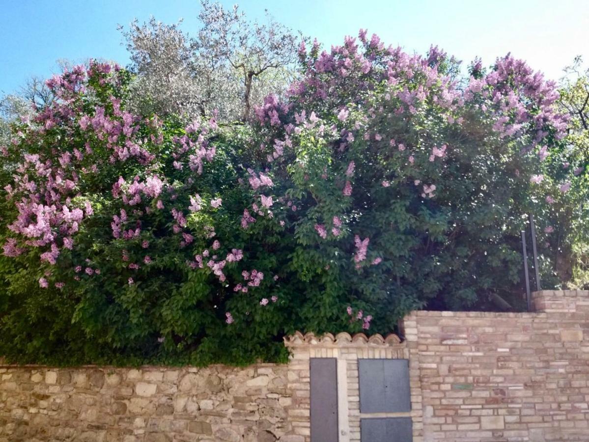 Lavanda E Rosmarino Home 아시시 외부 사진